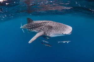 Komodo Island Tour from Lombok