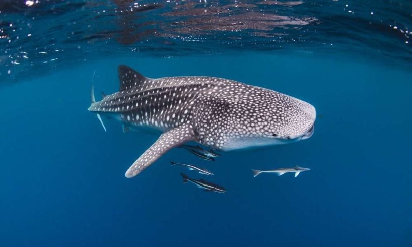 Komodo Island Tour from Lombok